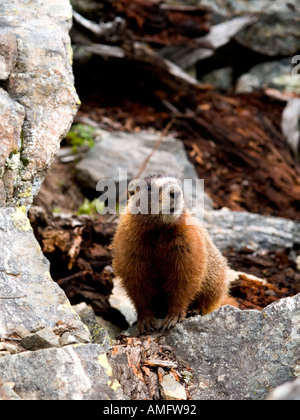 A yellow bellied marmot stalks its territory Stock Photo