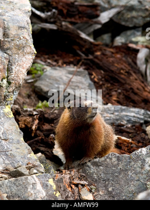 A yellow bellied marmot stalks its territory Stock Photo