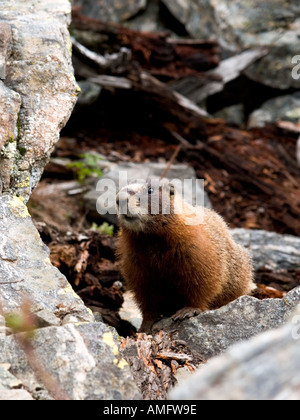 A yellow bellied marmot stalks its territory Stock Photo