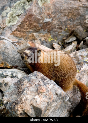 A yellow bellied marmot stalks its territory Stock Photo