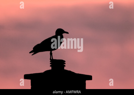 LARGE GULL (Herring or Lesser Black-backed) IN SILHOUETTE, PERCHED ON A CHIMNEY POT, AGAINST A PINK SKY AT DAWN OR DUSK. Stock Photo