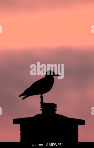 LARGE GULL (Herring or Lesser Black-backed) IN SILHOUETTE, PERCHED ON A CHIMNEY POT, AGAINST A PINK SKY AT DAWN OR DUSK. Stock Photo
