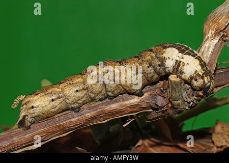Totenkopfschwärmer (Acherontia atropos) Stock Photo