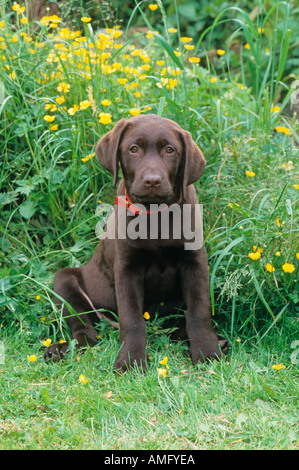 Chocolate Labrador Puppy in Buttercups Stock Photo