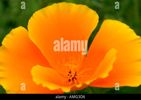 Flower of orange Californian Poppy or Eschscholzia Mission Bells annual garden plant closeup Stock Photo