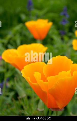 Flowers of orange Californian Poppy or Eschscholzia Mission Bells annual garden plant Stock Photo