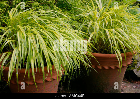 Ornamental Golden Hakone Grass from Japan growing in pots Botanical name Hakonechloa macra Alboaurea Stock Photo