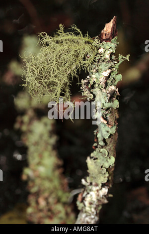 lichen growth Stock Photo