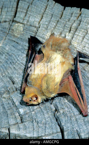 Western Red Bat Lasiurus blossevillii Chiricahua Mountains Arizona United States May Adult Male Vespertilionidae Stock Photo
