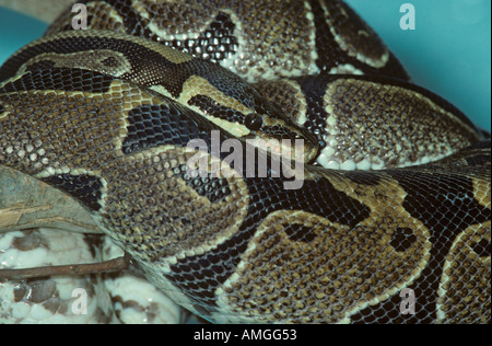 Royal Python Python regius Stock Photo