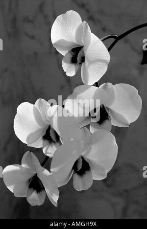 White orchid bunch in black and white Stock Photo