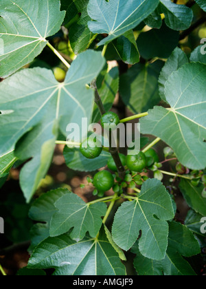 Figs growing on fig tree with fruits and leaf shape visible Stock Photo