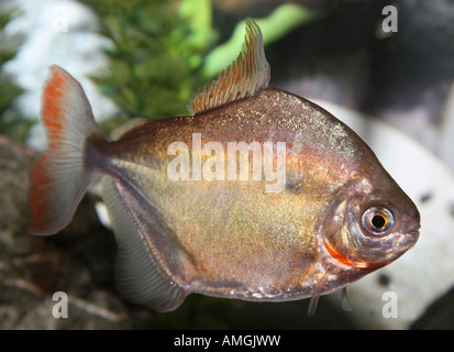 Silver dollar fish. Stock Photo