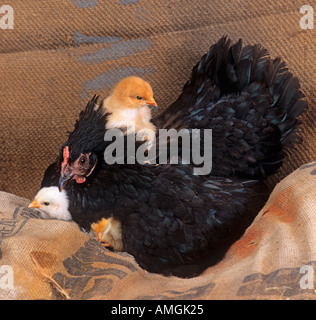 Black Hen With Chick on Her Back Stock Photo