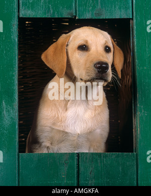 Yellow Labrador Puppy in Kennel Stock Photo