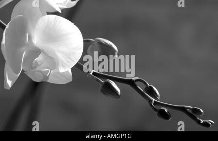 Orchid and buds in black and white. Stock Photo