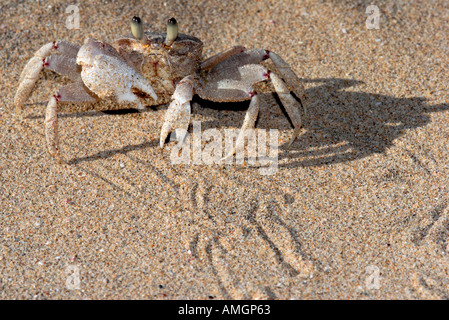 Common Ghost Crab Ocypode cordimana close up on beach South Africa ...