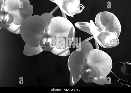 Orchids in sunlight. Stock Photo