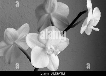 Orchids in black and white Stock Photo