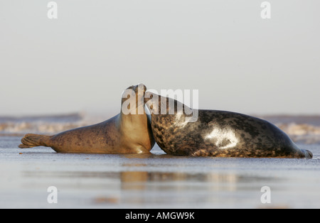 Pair of Atlantic Grey Seals (Halichoerus Grypus) showing tenderness toward one another at the edge of the sea Stock Photo