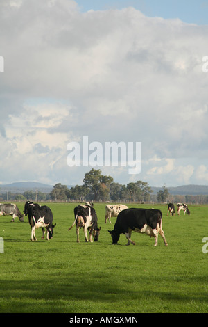 Dairy Cows grazing on green pasture in Victoria Australia Stock Photo