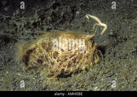 Striated Frogfish appendage extended to use as fishing lure Antennarius striatus Lembeh Straits Indonesia Stock Photo