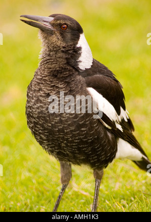 Close up of an inquisitive looking Australian Magpie on grass, Australia Stock Photo