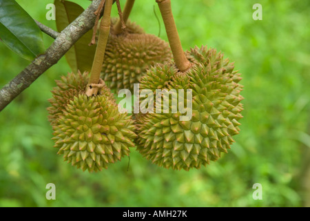 Durian fruit hanging on branch. Stock Photo