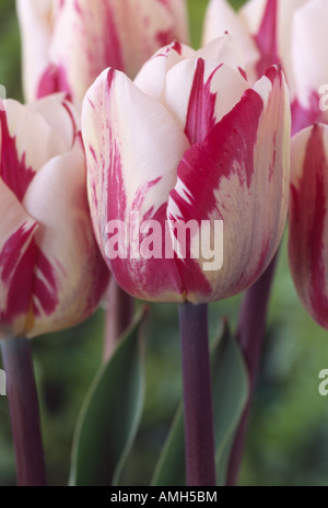 Tulip Rems Tulipa 'Rems Sensation' (Tulip) Triumph Group. Close up of three white ...