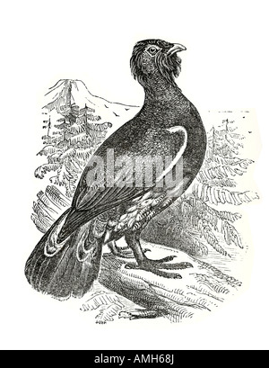 capercaillie Capercailzie Scotland Tetrao urogallus Wood Grouse Western northern Europe and Asia mating display horse wood bird Stock Photo
