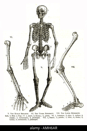 Skeleton human anatomy upper lower extremity skull thorax pelvis humerus ulna radius carpus metacarpus phalanges femur patella t Stock Photo