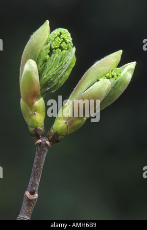 Sycamore leaf buds opening Growth Sequence No 3 Stock Photo