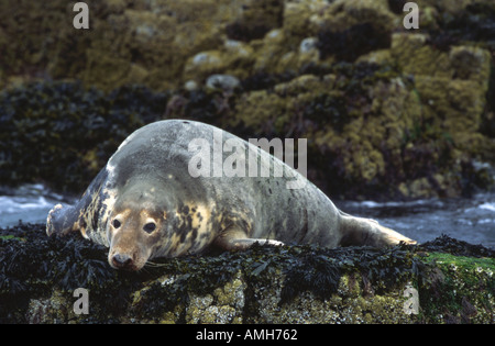 Grey Seal Halichoerus grypus Stock Photo