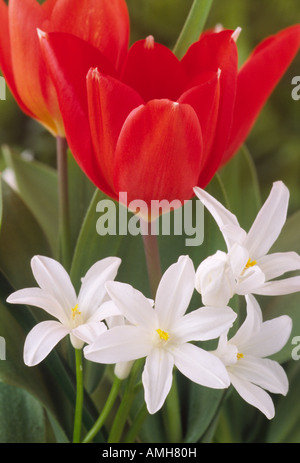 Tulipa praestans 'Fusilier' AGM and Chionodoxa luciliae (Gigantea Group) Close up of red tulip with white Glory of the Snow. Stock Photo