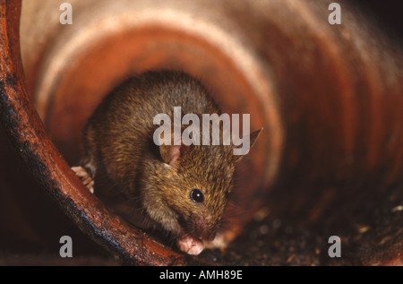 House mouse in terracotta pot Mus musculus Stock Photo