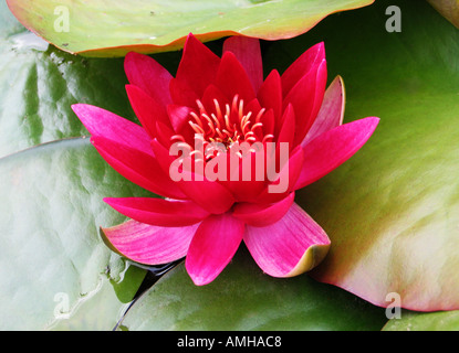 Water lily in my pond Stock Photo
