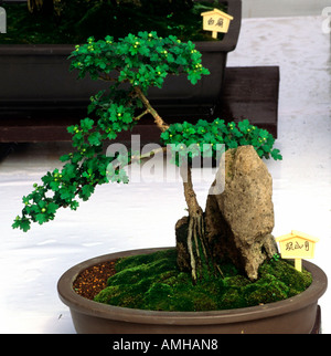 Japan, Kansai, Osaka, Bonsai Stock Photo - Alamy