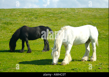 Black and white horses in field south downs england Stock Photo
