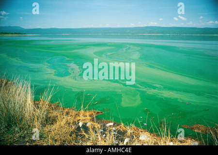 Lake Bogoria in the Great Rift Valley Kenya East Africa Stock Photo