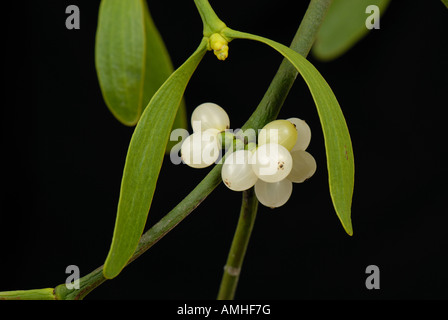 Mistetoe Viscum album leaves and white berries of traditional Christmas sprig Stock Photo