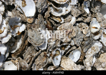 close up detail of a heap of empty Oyster shells Stock Photo