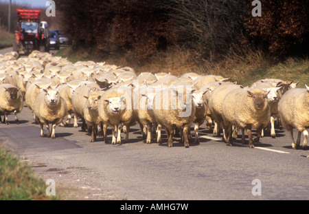 Flock of sheep being driven along a road Stock Photo
