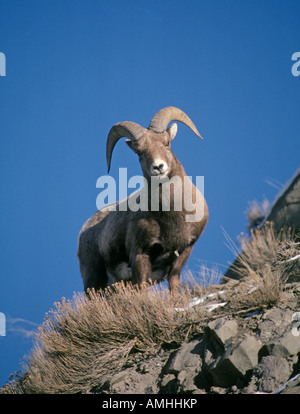 A bighorn sheep on a rock ledge in the southern part of Glacier National park Stock Photo