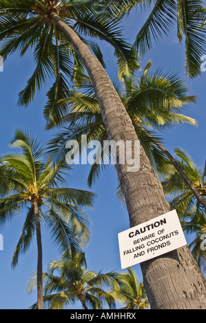 Sign warning about falling coconuts on palm tree in Hale Halewai Park Kailua Kona Island of Hawaii Stock Photo