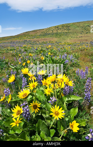Balsamroot and lupine wildflowers along Dalles Mountain Road Columbia Hills State Park Washington USA Stock Photo