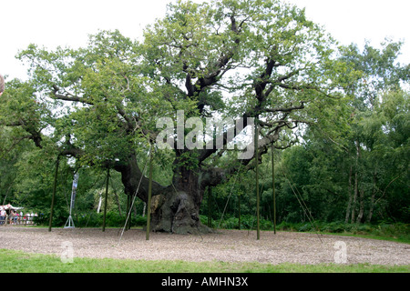 The Major Oak in Nottinghams’ Sherwood Forest.  Believed to be the largest Oak tree in the UK Stock Photo