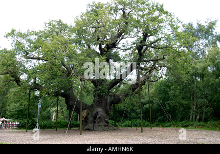 The Major Oak in Nottinghams’ Sherwood Forest.  Believed to be the largest Oak tree in the UK Stock Photo