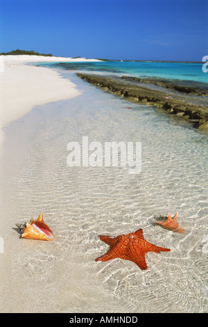 Starfish and seashells on Tortuga Island beach in Los Roques archipelago in Caribbean off Venezuela Stock Photo