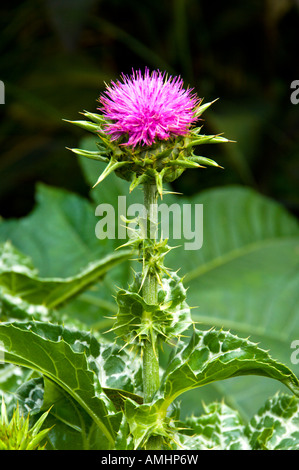 The large purple flower of the Milk Thistle or Blessed Thistle Silybum marianum blooming in the English Gardens in Winnipeg Stock Photo