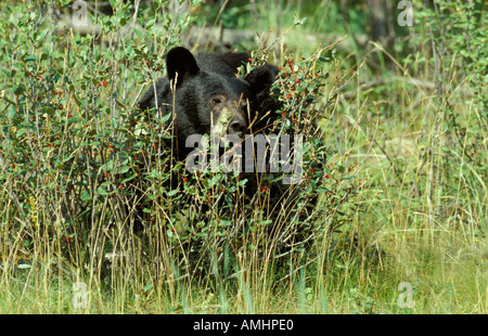 Black bear eating berries Jasper National Park ursus americarus Canada Stock Photo